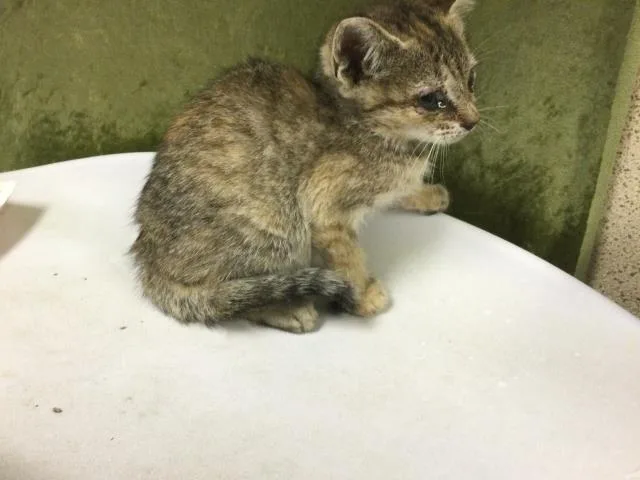 A baby small-sized female Domestic Short Hair cat named Fern for adoption in Riverside, CA