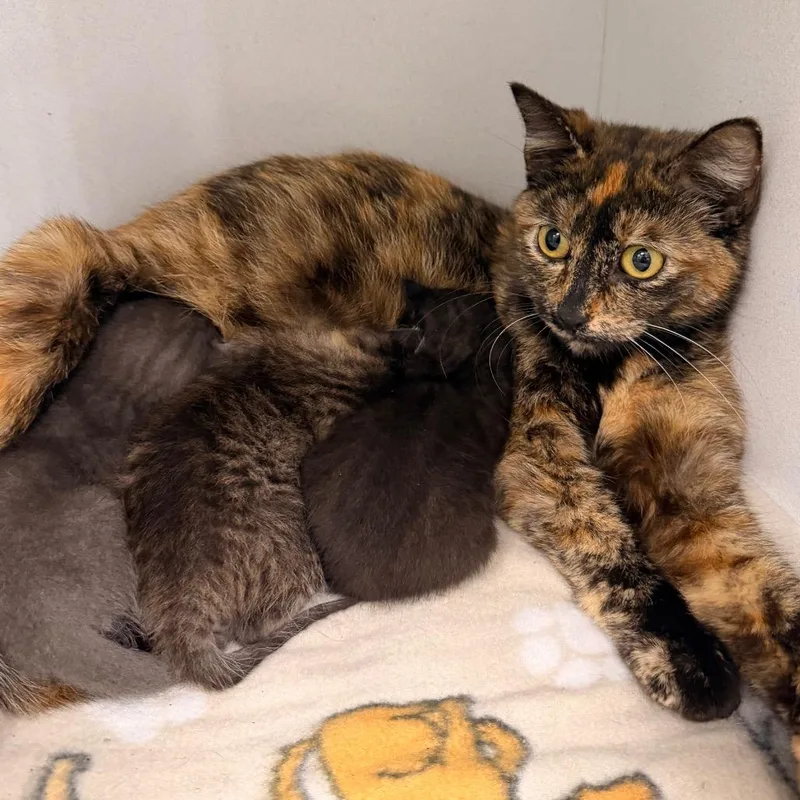 An adult small-sized female Torbie Domestic Short Hair cat named Mystic for adoption in Duncan, OK