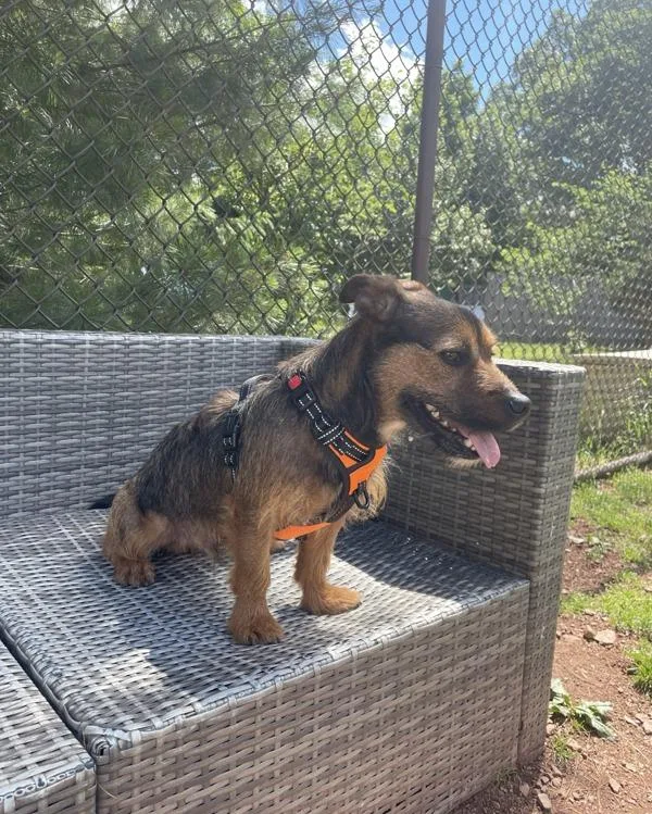 A young small-sized male Border Terrier dog named Fonzie for adoption in Skillman, NJ