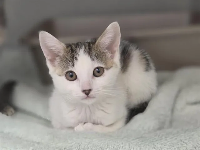 A baby small-sized female Domestic Short Hair cat named Nymeria for adoption in Salinas, CA