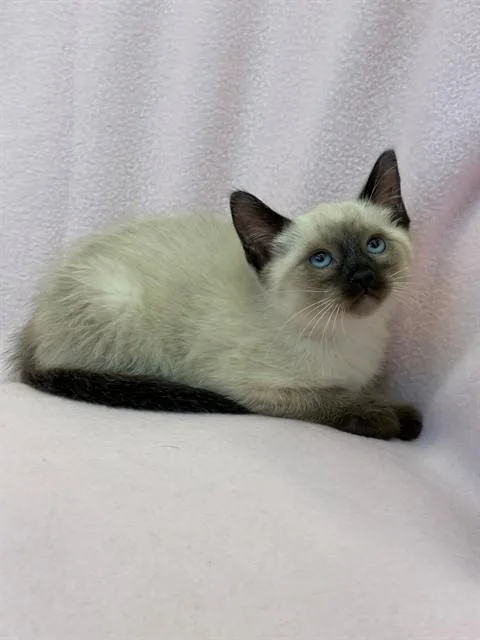 A baby small-sized female Siamese cat named Mystic for adoption in Forney, TX
