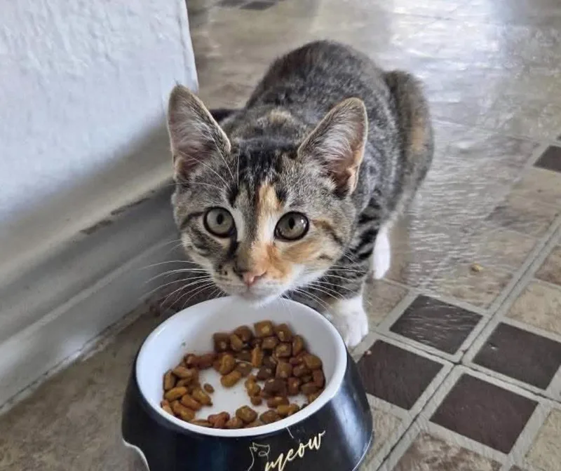 A baby medium-sized female Tabby (Brown / Chocolate) Domestic Short Hair cat named Lark for adoption in Houston, TX