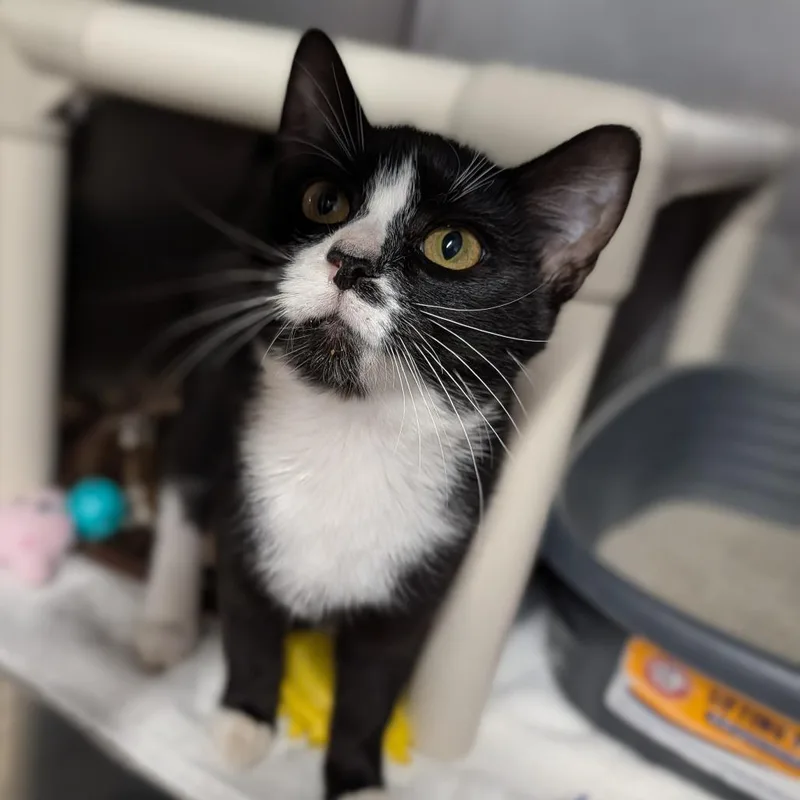 A young medium-sized female Domestic Short Hair cat named Boba for adoption in Cape Girardeau, MO