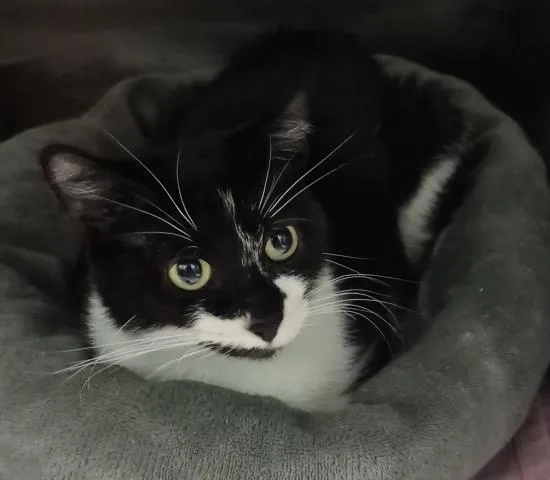 A young medium-sized female Domestic Short Hair cat named Nalla for adoption in Decatur, IL