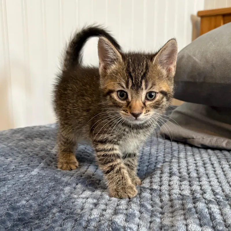 A baby medium-sized male Brown / Chocolate Domestic Short Hair cat named Jacian for adoption in Moriches, NY