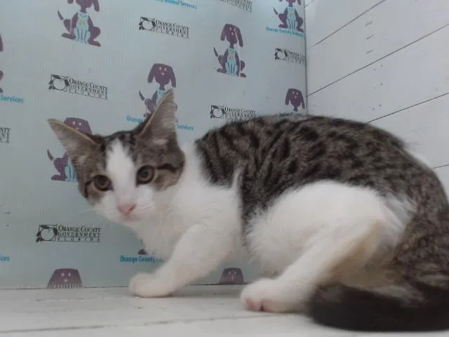 A baby small-sized male Domestic Short Hair cat named Tony for adoption in Orlando, FL