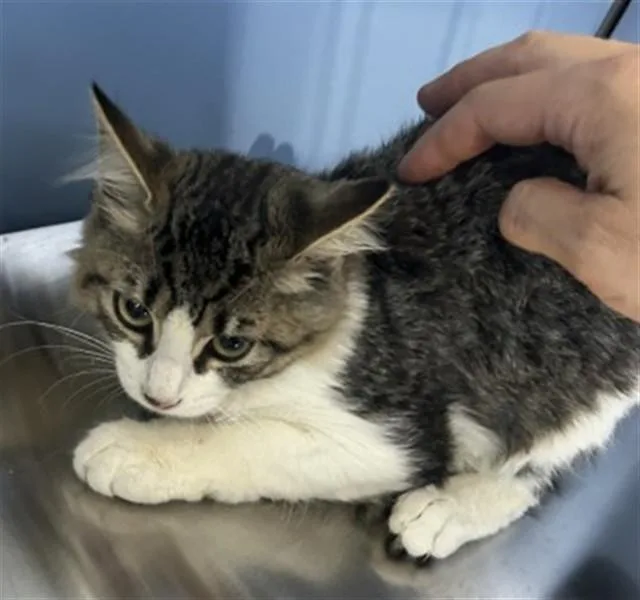 A baby small-sized female Domestic Short Hair cat named Lyla for adoption in San Bernardino, CA