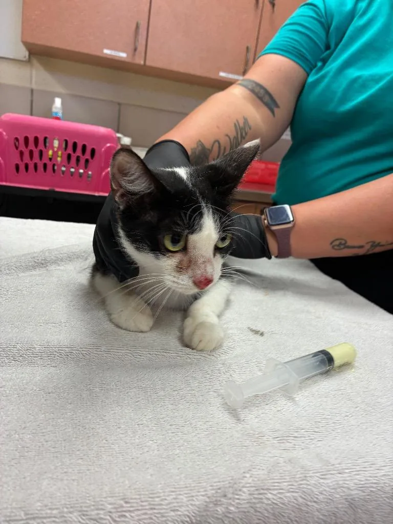 A young small-sized female Domestic Short Hair cat named Sasha for adoption in Bossier City, LA