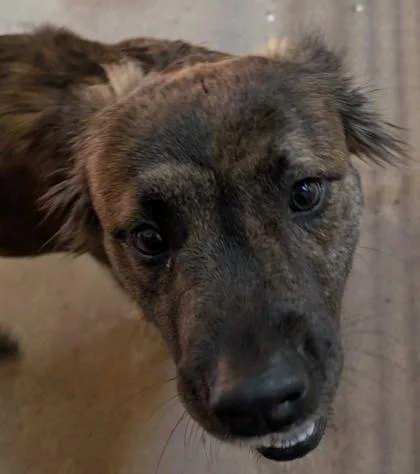 A young large-sized female Dutch Shepherd dog named Reeba for adoption in Burlington, WA