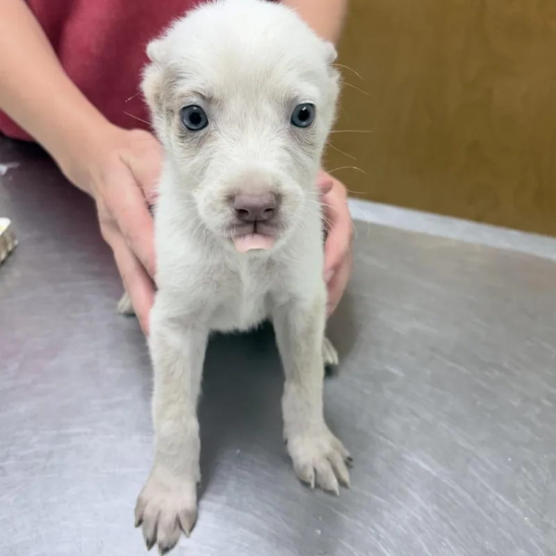 A baby small-sized female Cattle Dog dog named Casey for adoption in Tyler, TX