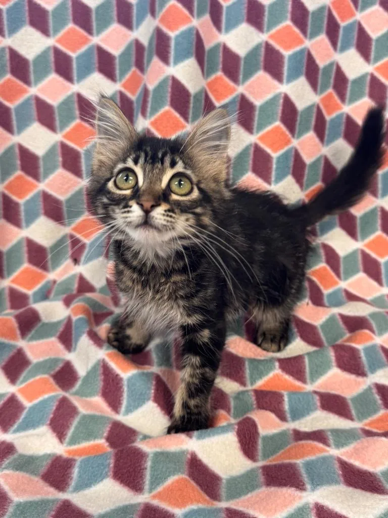 A baby medium-sized female Domestic Medium Hair cat named Aniya @ PetSmart Walker for adoption in Newberg, OR