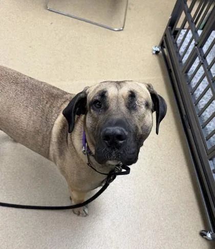 An adult large-sized female Mastiff dog named Zizu for adoption in Longmont, CO