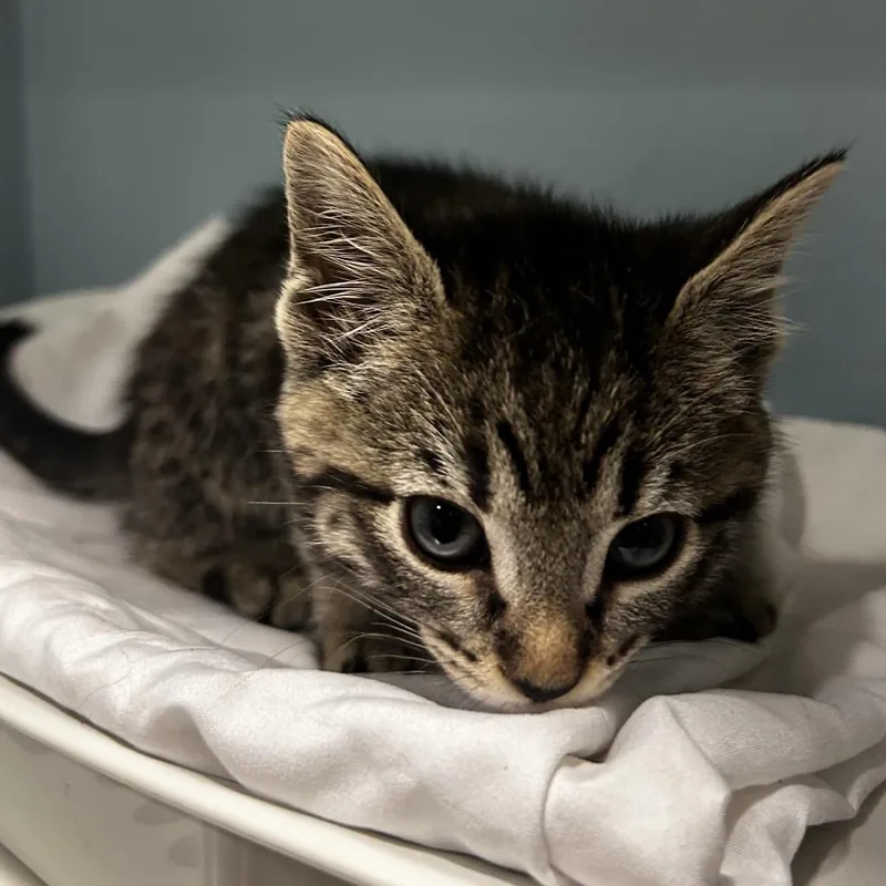 A baby small-sized female Black Domestic Short Hair cat named Pluto for adoption in Chattanooga, TN