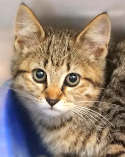A baby small-sized female Domestic Short Hair cat named Akali for adoption in Fishers, IN