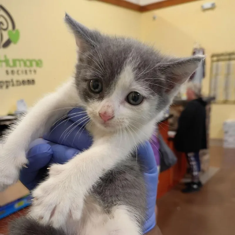 A baby small-sized male Gray / Blue / Silver Domestic Short Hair cat named Peter Parker for adoption in Lynchburg, VA