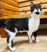 An adult medium-sized female Domestic Short Hair cat named Chanel for adoption in Woodstock, IL