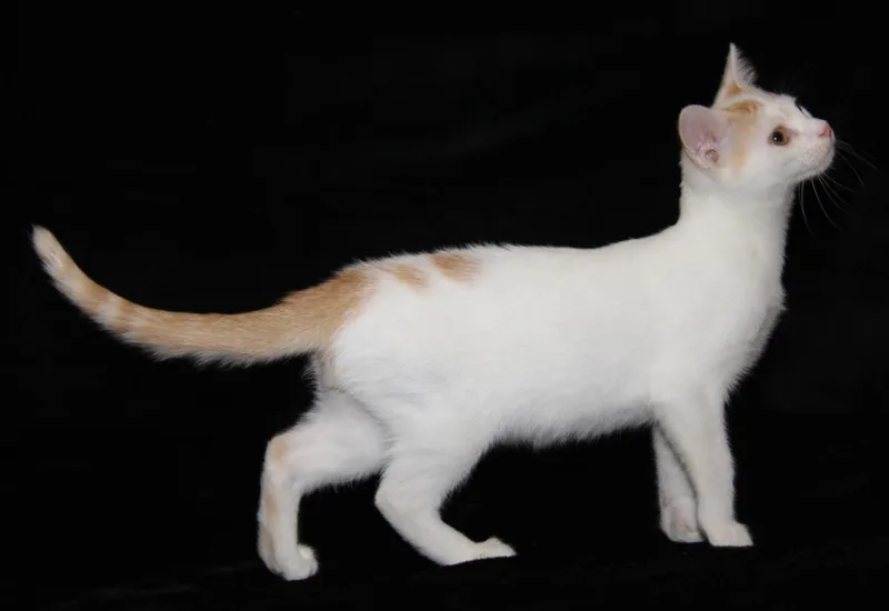 A baby medium-sized male White Domestic Short Hair cat named Rootin' for adoption in Marietta, OH