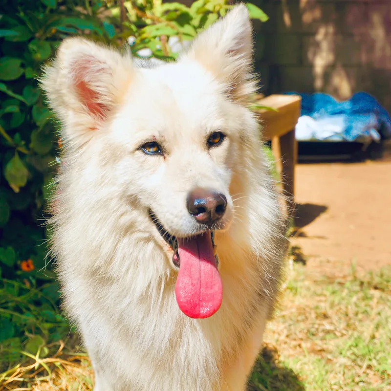 A young medium-sized male German Shepherd Dog dog named Zeek for adoption in San Diego, CA