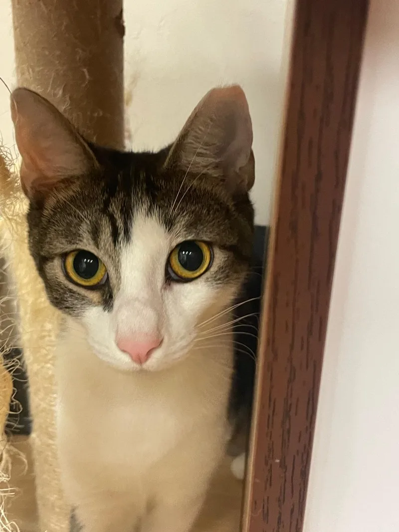 A young large-sized male Buff & White Domestic Short Hair cat named Tobie for adoption in Miami Beach, FL