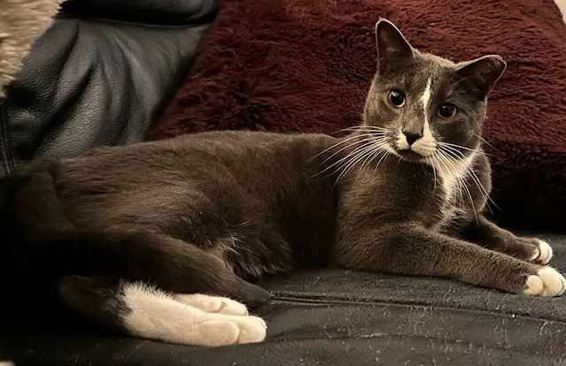 A young medium-sized male Gray & White Domestic Short Hair cat named Matisse for adoption in New York, NY