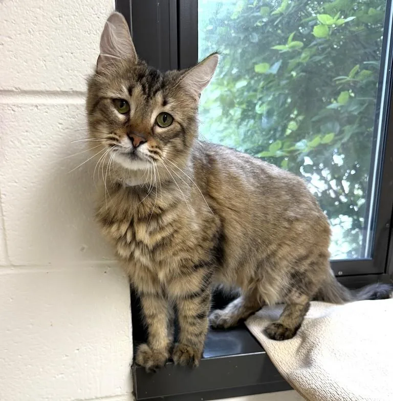 A young medium-sized female Maine Coon cat named Marie for adoption in Columbia, MD