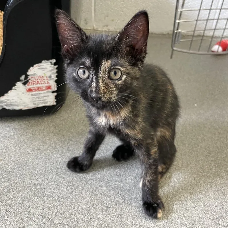 A baby small-sized female Black Domestic Short Hair cat named Personality Hire for adoption in Carencro, LA