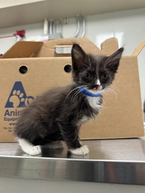 A baby small-sized female Domestic Short Hair cat named Pop for adoption in Ontario, CA
