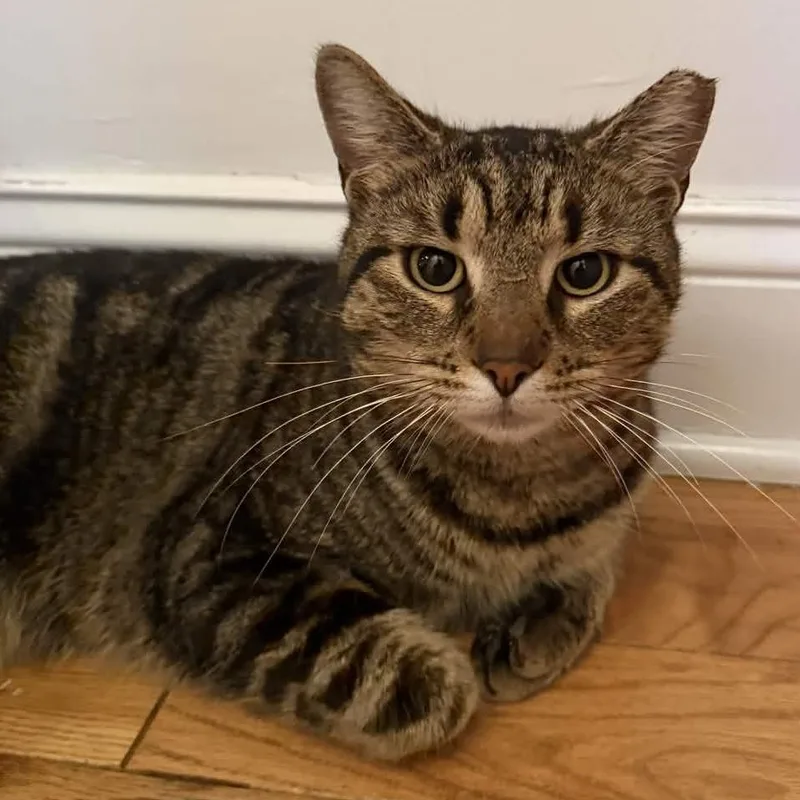 An adult medium-sized male Tabby (Buff / Tan / Fawn) American Shorthair cat named Johnny for adoption in Weehawken, NJ