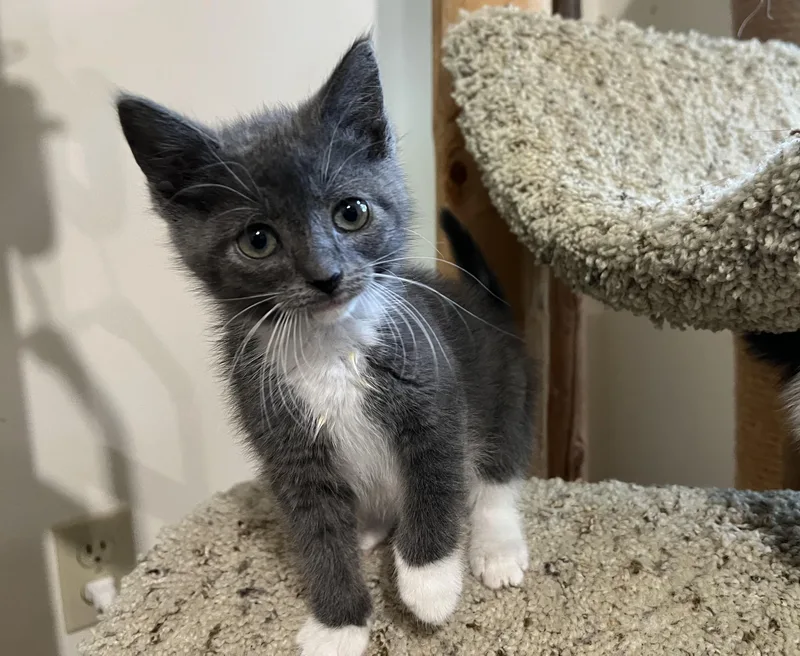 A baby medium-sized female Gray & White Tabby cat named Greca. for adoption in Dayville, CT