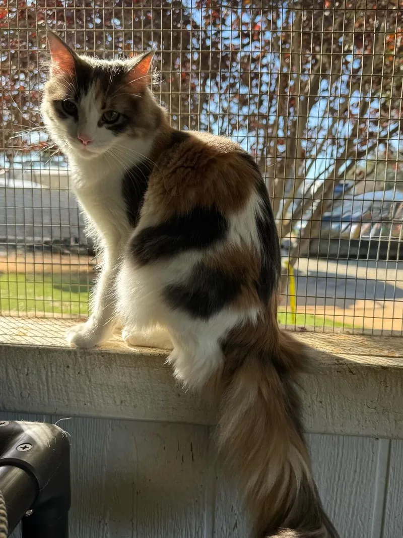 A young small-sized female Calico cat named Charlotte for adoption in Temecula, CA