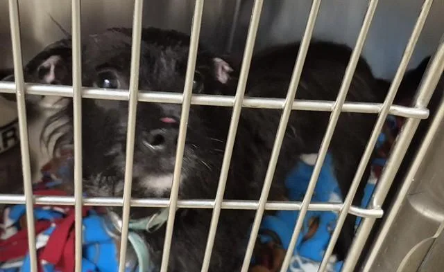 A young medium-sized male Schnauzer dog named Bogie for adoption in Decatur, IL