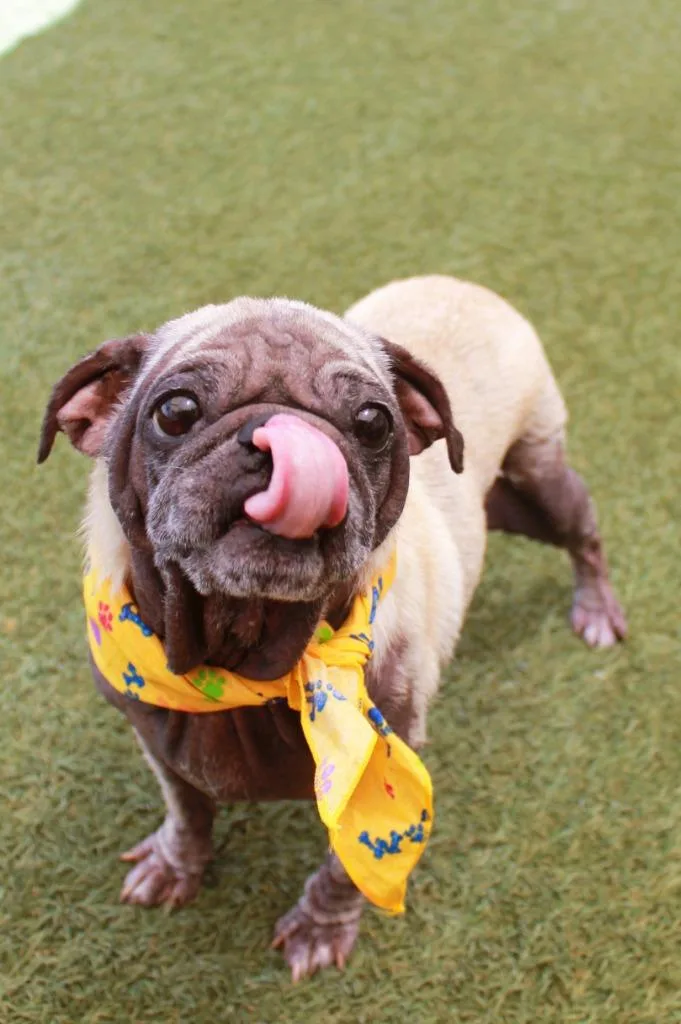 An adult small-sized female Pug dog named Knope for adoption in Gardena, CA
