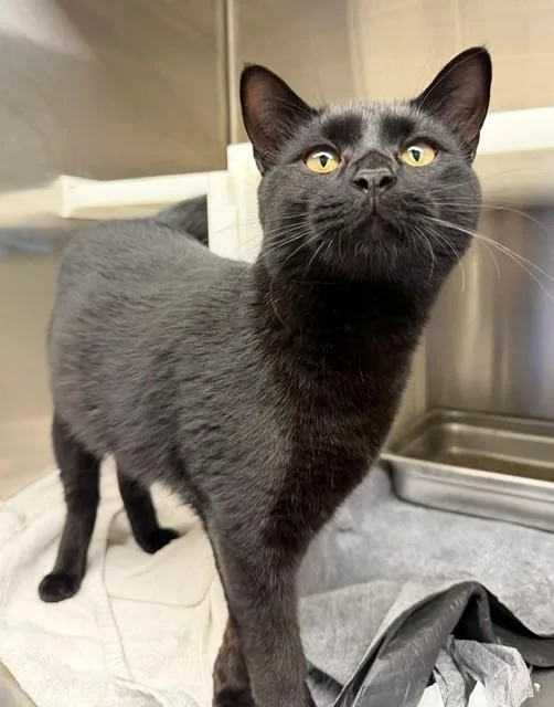 A young large-sized male Domestic Short Hair cat named Atticus for adoption in Brighton, CO