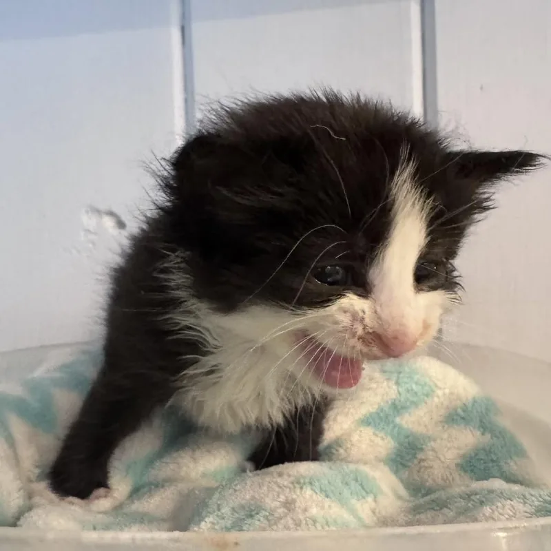A baby small-sized female Black Domestic Short Hair cat named Barcode for adoption in Jupiter, FL