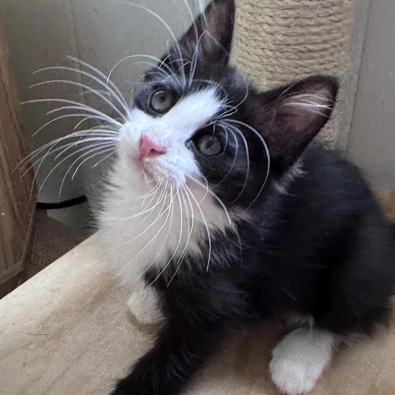 Barcode thumbnail 4