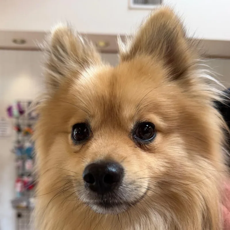 A young small-sized male Yellow / Tan / Blond / Fawn Pomeranian dog named Zion for adoption in Santa Barbara, CA