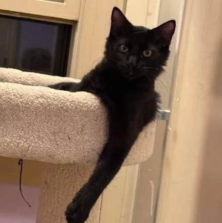 A baby small-sized male Domestic Medium Hair cat named Andy Yb for adoption in Capshaw, AL