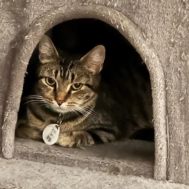 An adult large-sized female Domestic Short Hair cat named Kia for adoption in Normal, IL