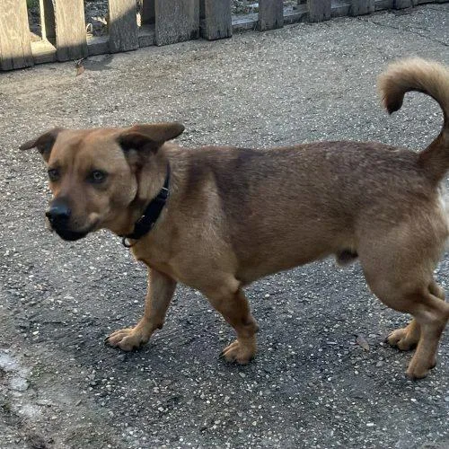 Reggie Leon thumbnail 6