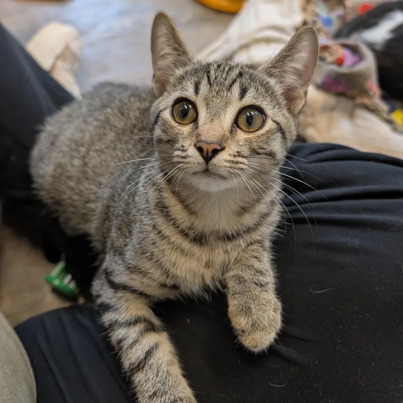 A baby medium-sized female Tabby (Brown / Chocolate) Domestic Short Hair cat named Marni for adoption in Waynesville, NC