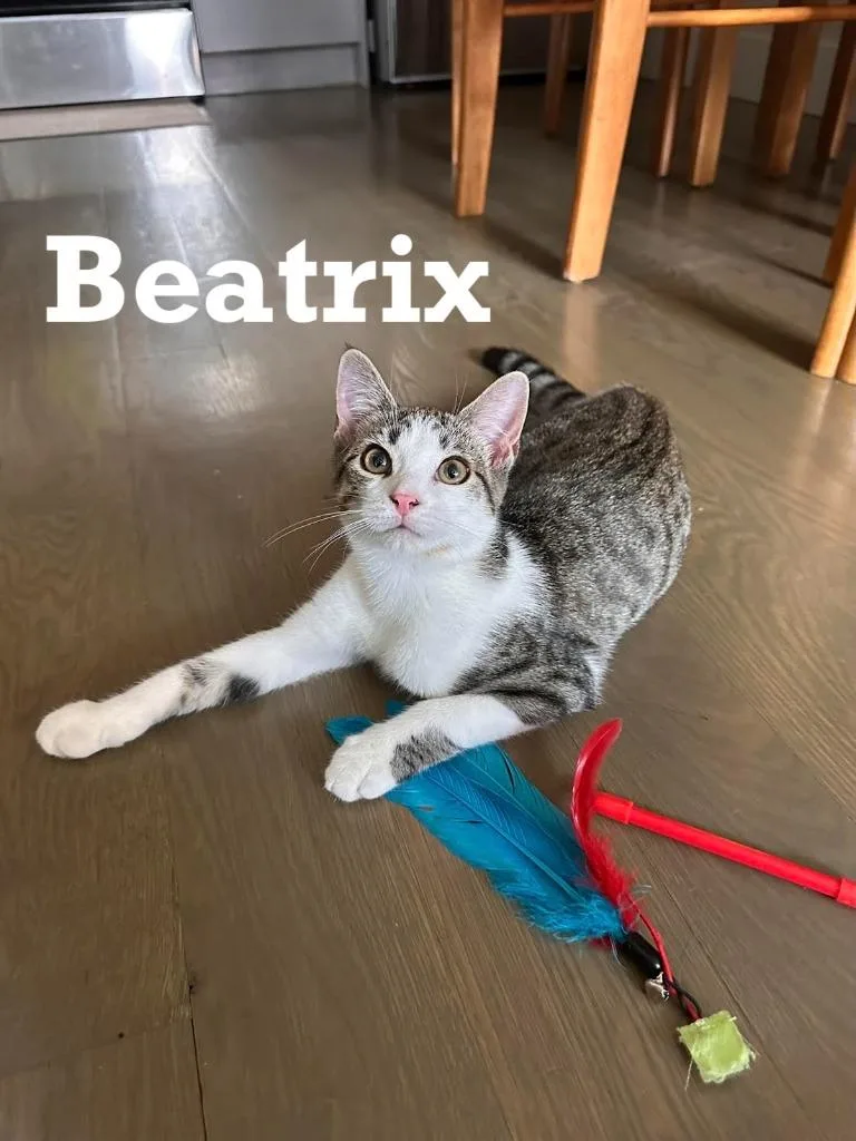 A baby medium-sized male Domestic Long Hair cat named Maurice and Beatrix for adoption in Brooklyn, NY
