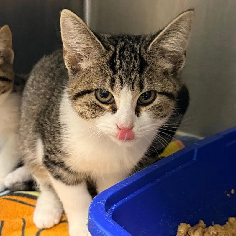 A baby small-sized female Gray / Blue / Silver Domestic Short Hair cat named Jelly for adoption in Georgetown, KY