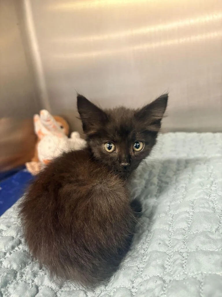 A baby medium-sized female Domestic Long Hair cat named Greta for adoption in Athens, AL