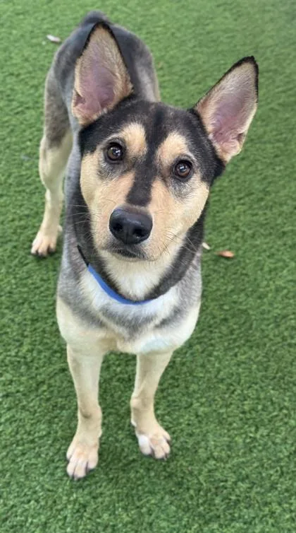 An adult medium-sized male Shepherd dog named Plankton for adoption in San Antonio, TX