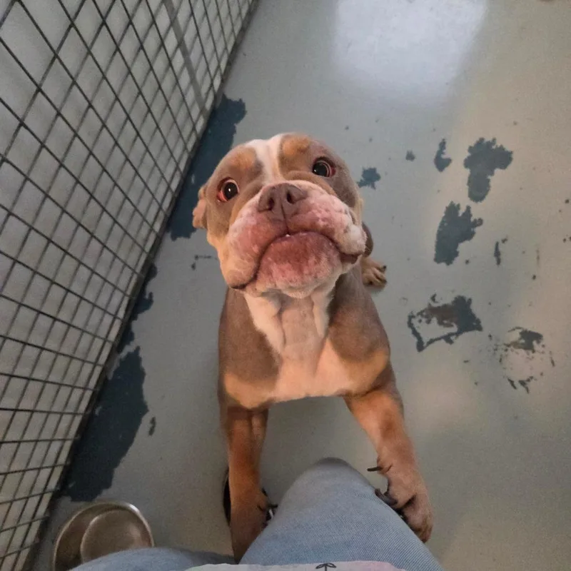 An adult medium-sized female Brown / Chocolate English Bulldog dog named Minerva for adoption in Chico, CA