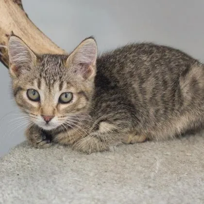 A baby medium-sized female Domestic Short Hair cat named Lefse for adoption in Verona, WI