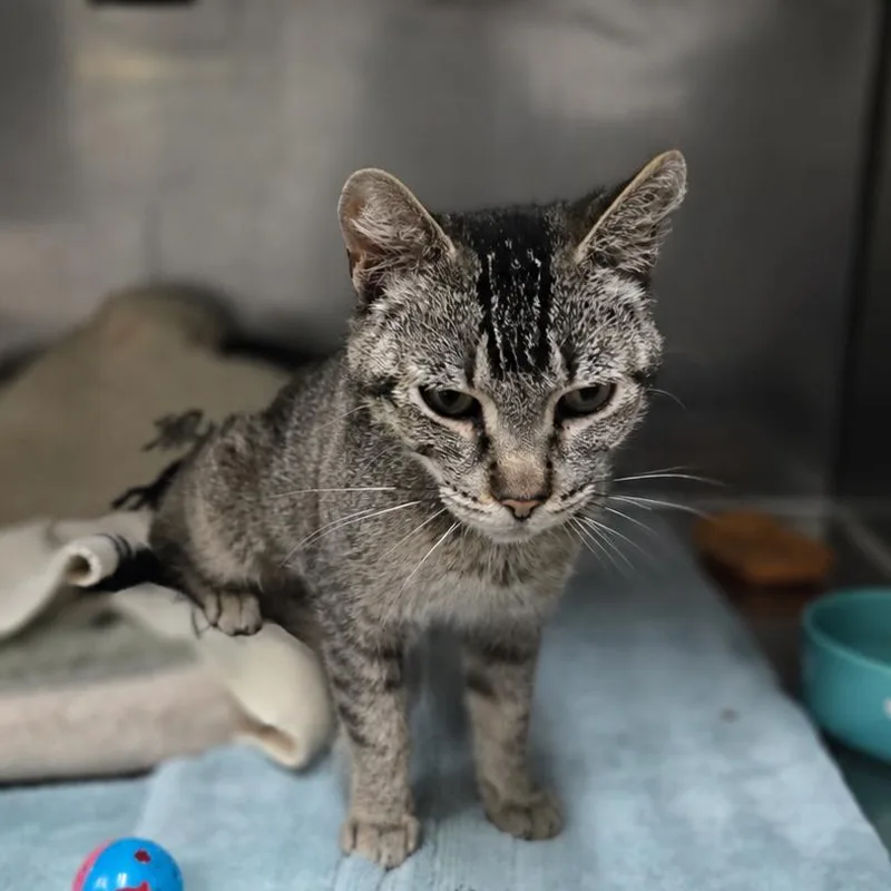 A young medium-sized female Gray / Blue / Silver Domestic Short Hair cat named Shuri for adoption in San Jacinto, CA