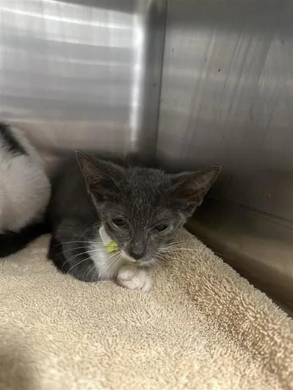 An adult small-sized female Domestic Short Hair cat named HoneyBun for adoption in West Chester, PA