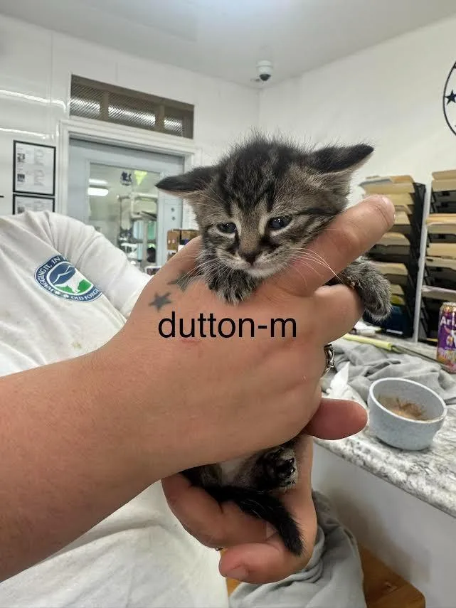 A baby large-sized male Domestic Short Hair cat named Dutton for adoption in Glenfield, NY