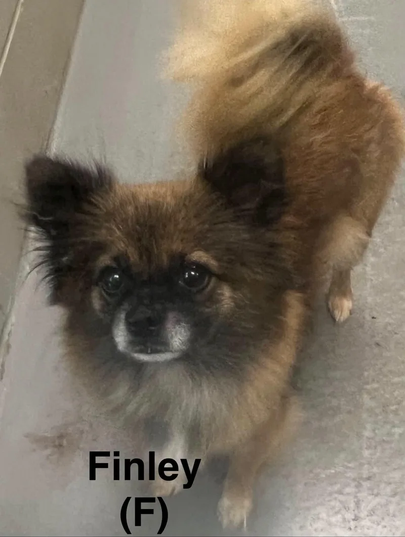 Finley